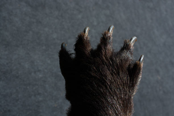 Photo of Black Bear Paw With sharp Claws