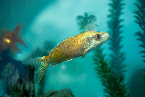 Colorful fish swimming in an aquarium