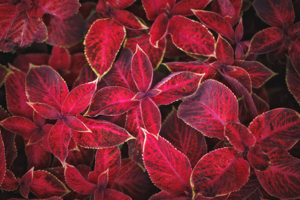 istock The creative background of leaves 820835938