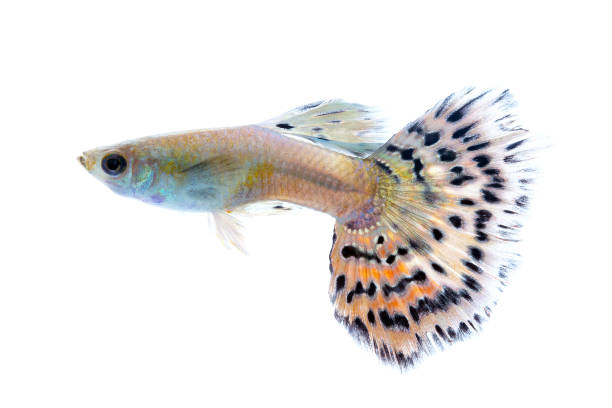 istock Guppy isolated against white background 820837068