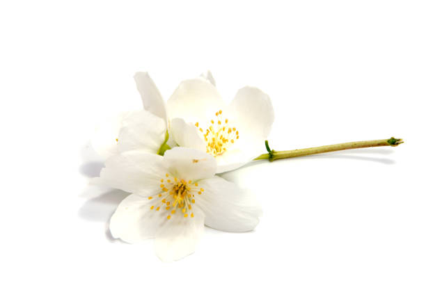 istock Jasmine flower isolated on white background. close up 820838040