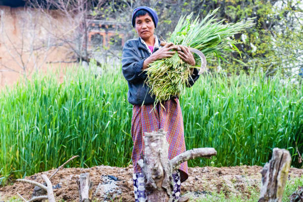 Punakha, Bhutan-22 March 2016: Bhutanese with lemongrass in her hand. Bhutanese grow more lemongrass in everywhere. They make lotion, savon, ...from lemongrass. All this products sell as souvenir gift for tourists.