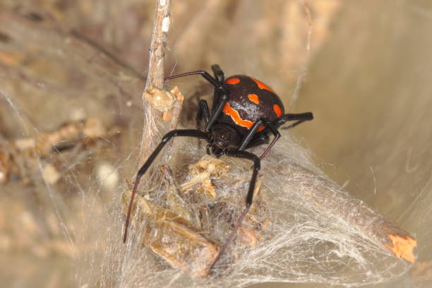 black widow in her nest close-up of an european black widow black widow spider photos stock pictures, royalty-free photos & images