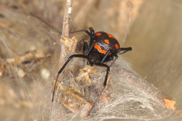 черная вдова в своем гнезде - black widow spider стоковые фото и изображения