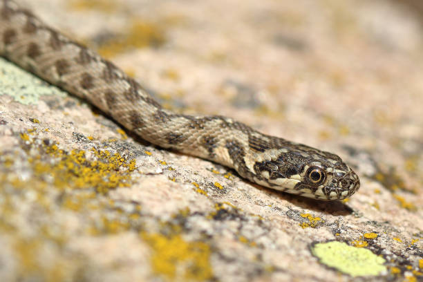 water snake natrix maura - water snake imagens e fotografias de stock