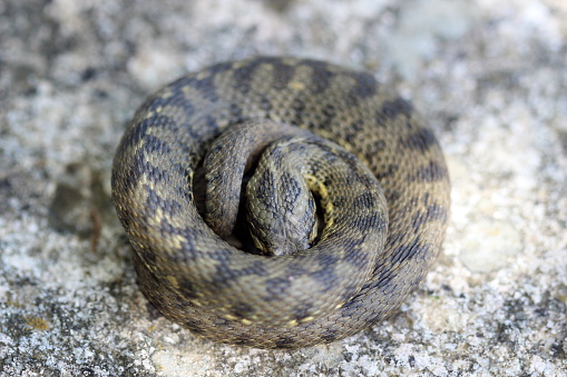 Water snake Natrix maura found near a river