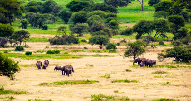 istock Wild elephant in  Tanzania Africa 820839370