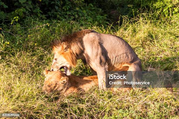 Mating Lions Stock Photo - Download Image Now - Africa, Animal Behavior, Animal Mane - iStock Mating Lions Stock Photo - Download Image Now - Africa, Animal Behavior, Animal Mane - iStock