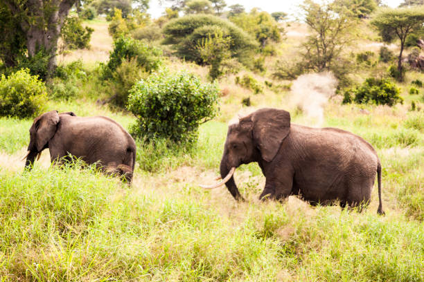 istock Wild elephant in  Tanzania Africa 820839900