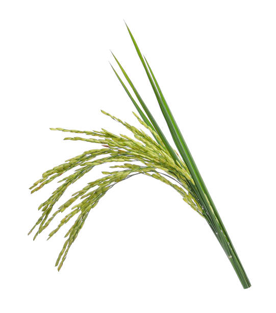 istock green paddy rice isolated on white background 820840388