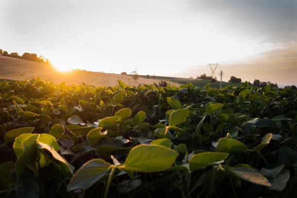 istock Plants at sunset golden hour 820840704