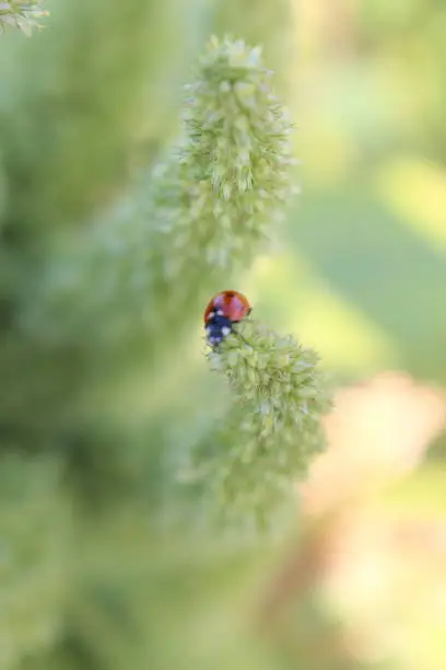 Photo of ladybird