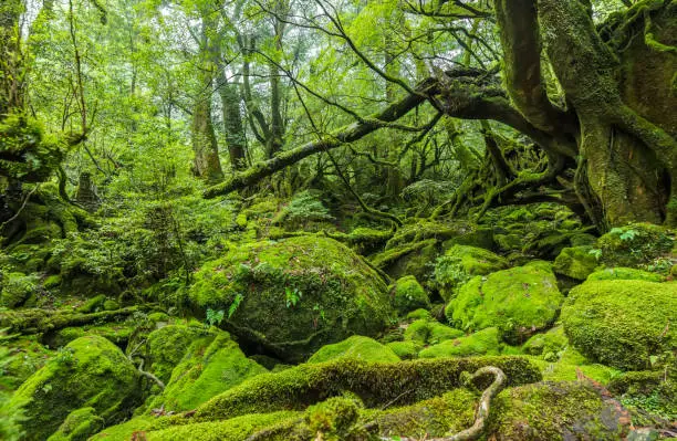 Yakushima Island is located in Kagoshima prefecture, southern part of Kyusyu, Japan. There is a subtropical zone and its covered by an extensive cedar forest. "n"nThis place is mystical forest that was even used for the animation movie as "Princess Mononoke"u201d, directed by Hayao Miyazaki.