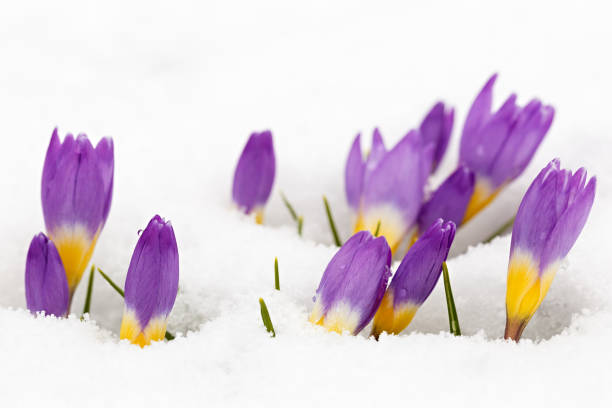 istock Blooming crocuses in spring garden. Flowers in the snow. 820842976