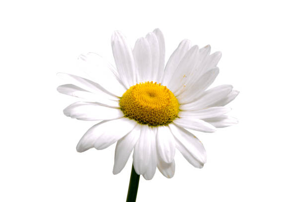 istock 