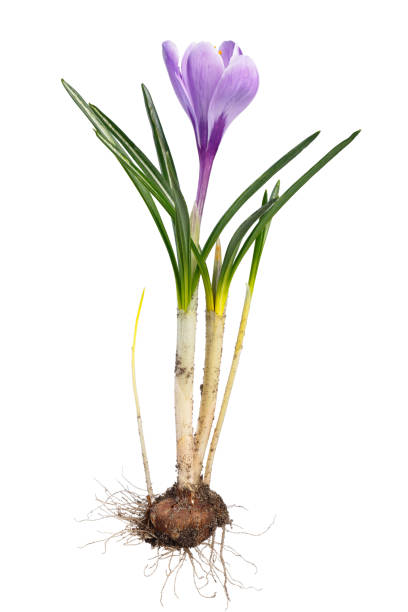 istock Crocus flower with root system photographed macro, isolated on white background. 820843926