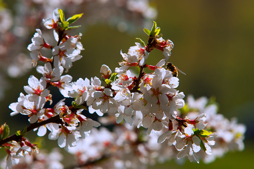 Flowers of nanking cherry prunus tomentosa in spring. Spring flower: Blooming Rosaceae.