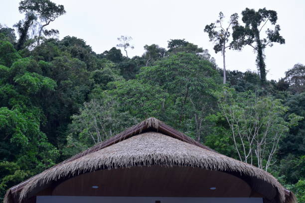 the grass roof of small house in the green forest - thatched roof imagens e fotografias de stock