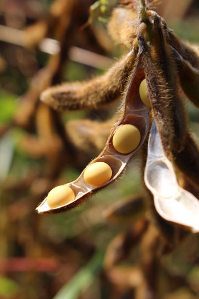 istock Soybeans in the pod 820852508