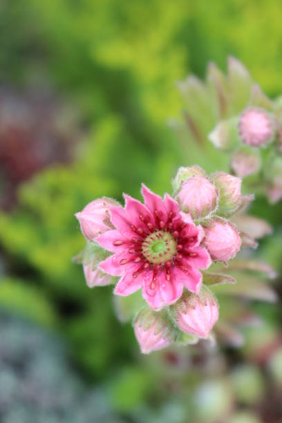 istock Flowering of the house root 820852620