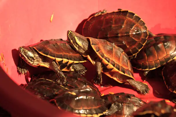 Photo of Turtle in the basin