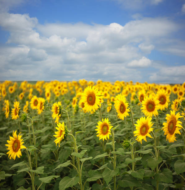 istock Field of blooming sunflowers under a blue cloudy sky 820854658