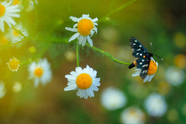 Spotted moth visiting a daisies on a flower meadow, butterfly pollinating a flower in summer, black flecked butterfly with white spottes sitting on a flower in the nature