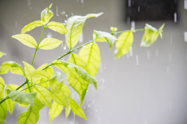 istock Raining with water splash on green plant. 820860010