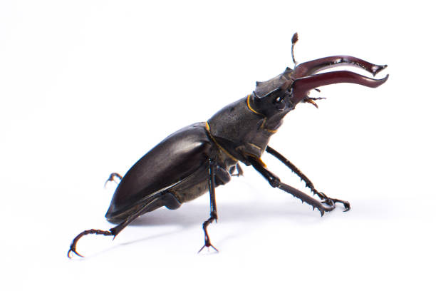 istock Beetle-deer male on white background 820860140