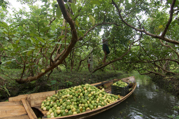 istock Floating guava market 820862510