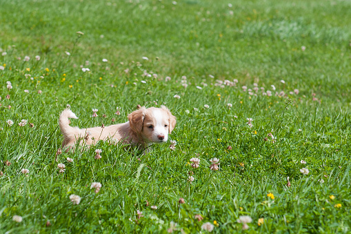 Funny puppy creamy color sitting on the green grass. First walk