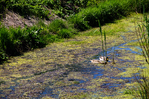 Ducks swimming among marsh plants