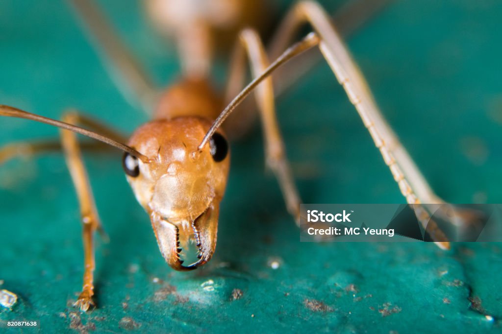 Fire Ant Background Fire Ants Stock Photo - Download Image Now - Red Imported Fire Ant ...