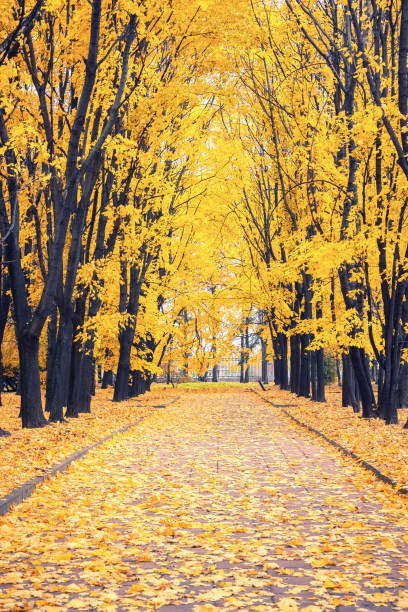 istock Alley in autumn park 820873358