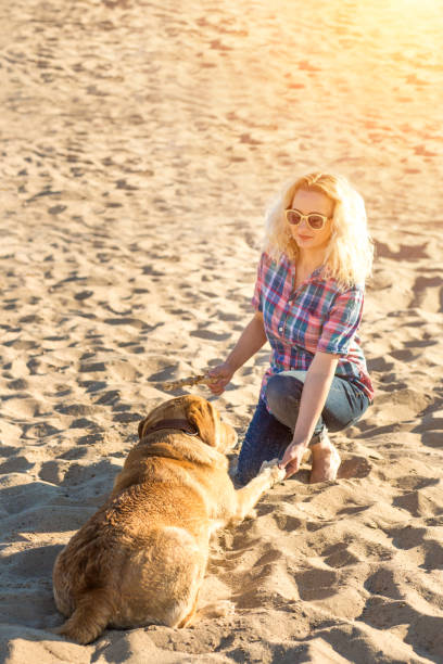 istock Dog training. A big funny dog labrador performs a command - lie down and waits for reward. A wonderful summer day on the beach. Sun flare 820874136