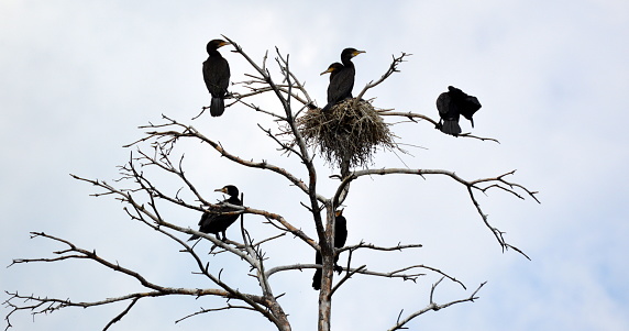 Cormorants nesting