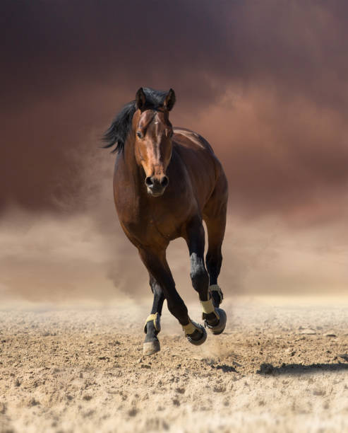 istock Bay horse runs forward on dark clouds and dust background 820878250