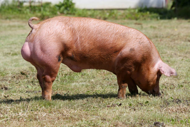 아름 다운 젊은 국내 돼지 사육 동물 농장에 - pig piglet butcher ranch 뉴스 사진 이미지