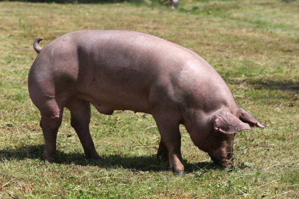 동물 농장 여름에 방목 하는 국내 여성 돼지 - pig piglet butcher ranch 뉴스 사진 이미지