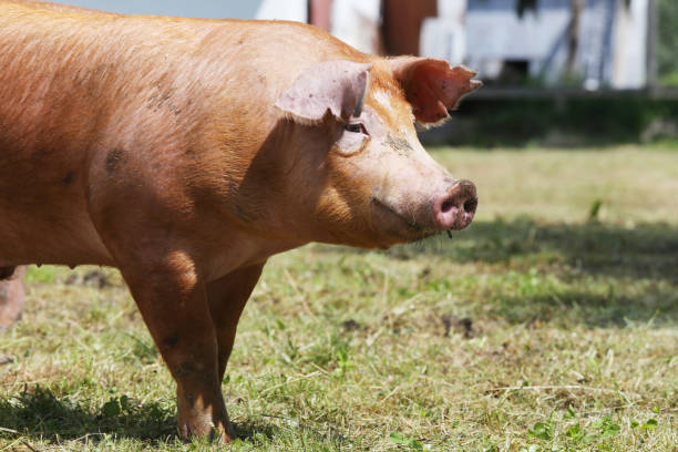 젊은 아름 다운 국내 여성 돼지의 초상화 근접 촬영 - pig piglet butcher ranch 뉴스 사진 이미지