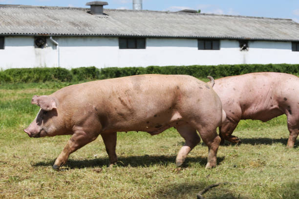 농업 동물 농장에서 키우고 사육 하는 돼지의 그룹 - pig piglet butcher ranch 뉴스 사진 이미지