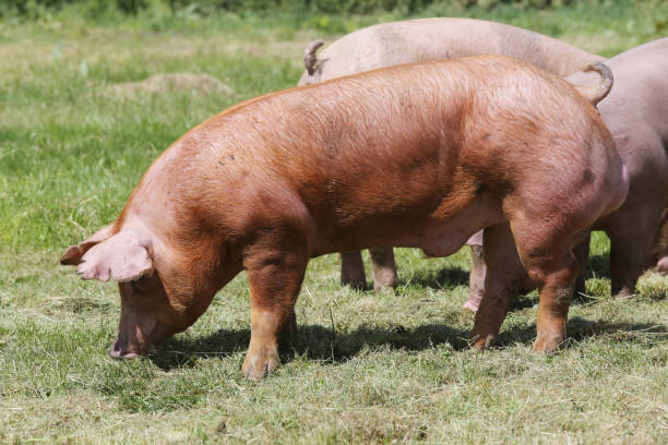 домашние свиньи пасутся на животноводии в летнее время - pig piglet butcher ranch стоковые фото и изображения