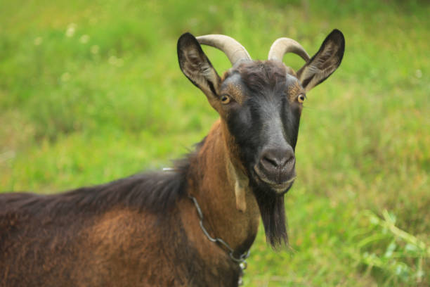 istock Large black horned goat on a green lawn 820878746