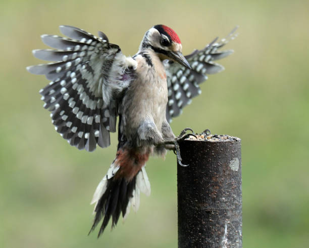 istock Juvenile Great Spotted Woodpecker 820879116