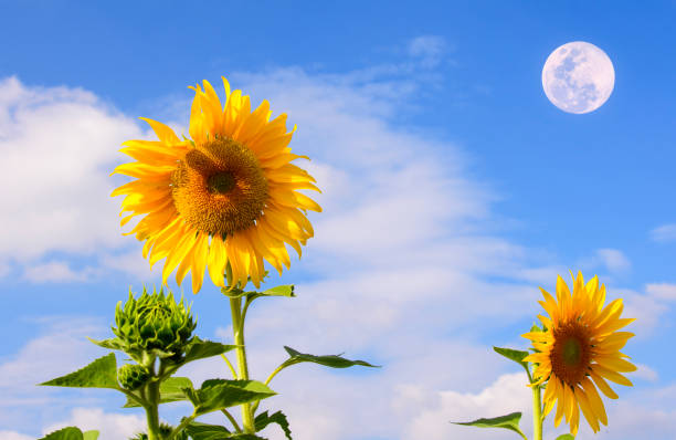 sunflower beauty sky and bigmoon background