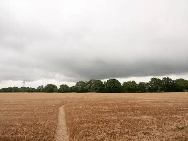overcast uk crop field harvested with walk path through; Essex; UK