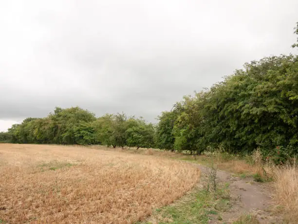 side of harvested field on overcast summer day tracks; Essex; UK