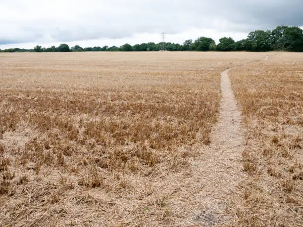 walk path through harvested crop field uk summer overcast; Essex; UK