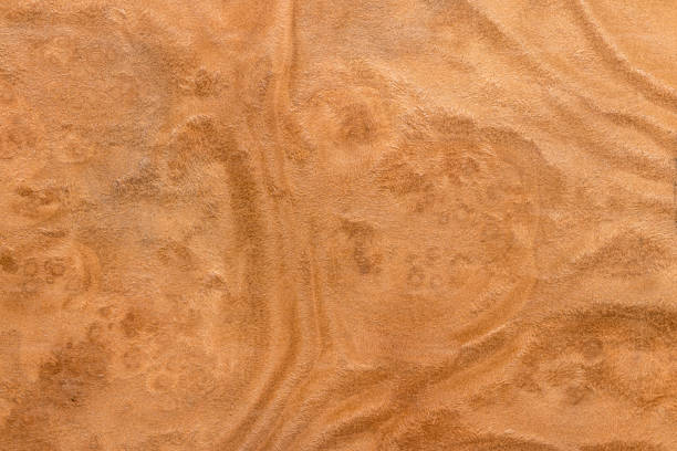 istock Natural Madrone Tree Burl Wood Texture 820886244