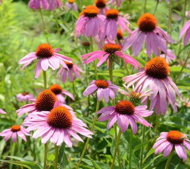 istock Echinacea purpurea coneflower Flowers garden 820888984